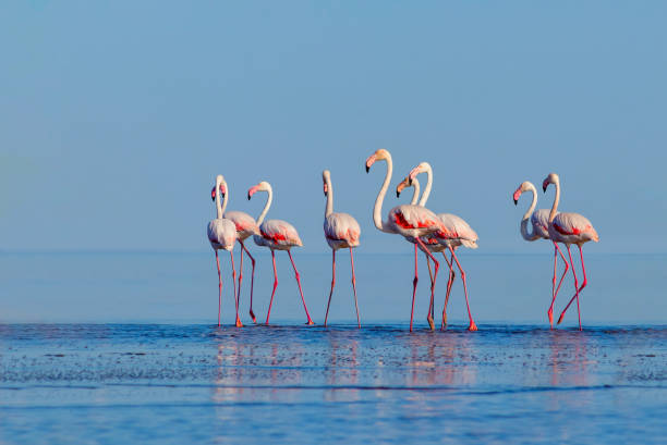 wilde afrikanische vögel. gruppe vögel von rosa afrikanischen flamingos, die um die blaue lagune herumlaufen - lake nakuru stock-fotos und bilder