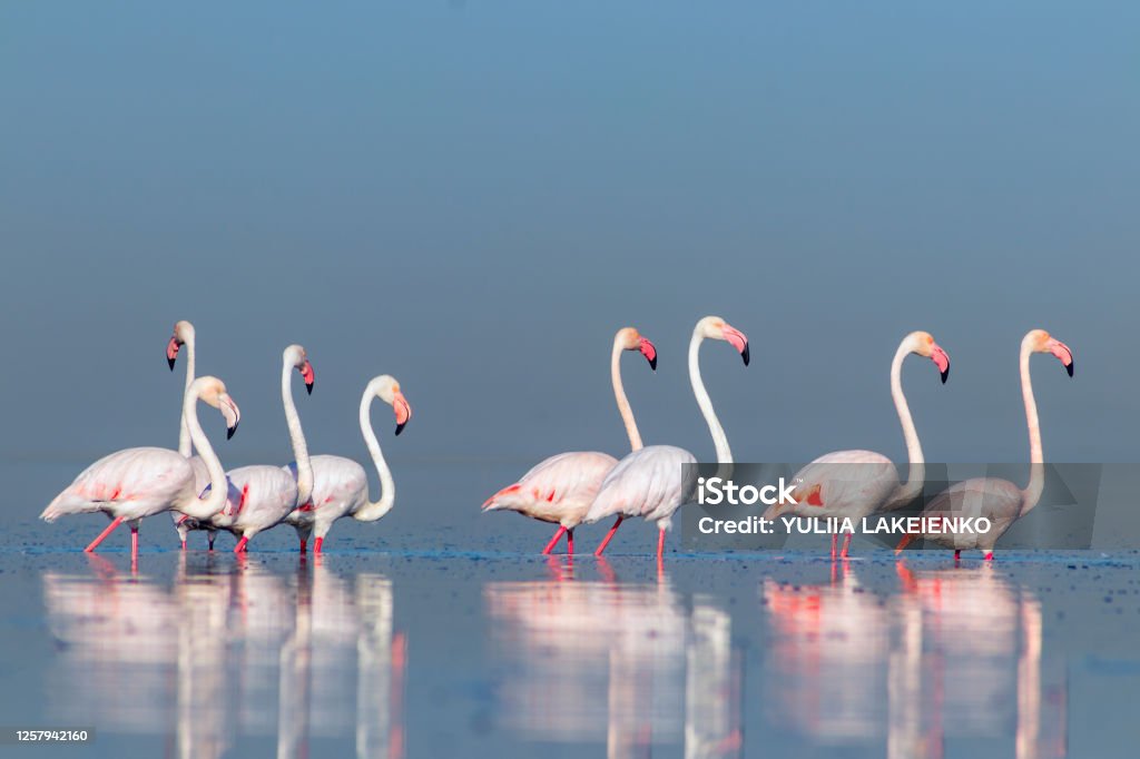 Burung Afrika Liar Burungburung Berkelompok Flamingo Afrika Merah Muda ...