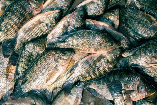 istock Tilapia Fish in an Indian Market for Selling 1257942412