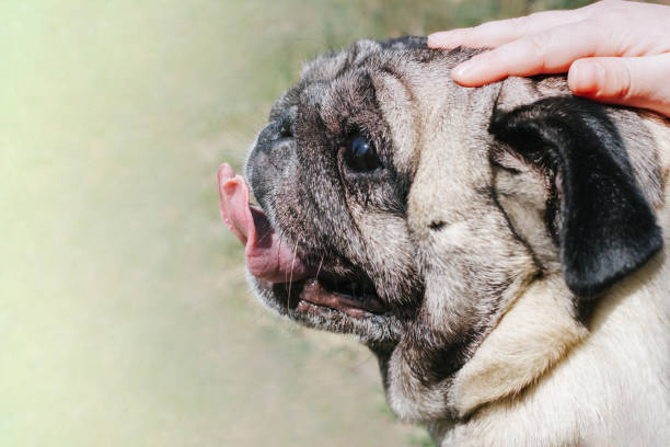 Close-up of a child's hand stroking pug dog Close-up of a child's hand stroking pug dog. Portrait of a pug dog on outdoors in spring or summer time. Concept of love, friendship and care for pets man walking a pug dog stock pictures, royalty-free photos & images