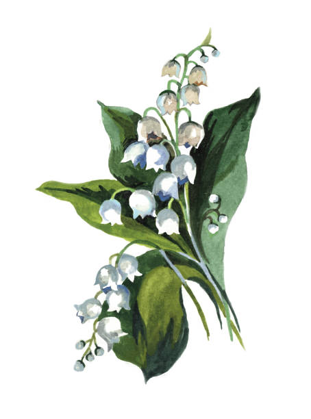 Watercolor Lily Of The Valley Small Budget On White Illustration Stock  Illustration - Download Image Now - iStock