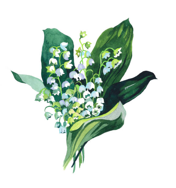 Watercolor lily of the valley budget on white illustration. Hand painted watercolor lily ofthe valley budget on white illustration for all prints. lily of the valley garden stock illustrations