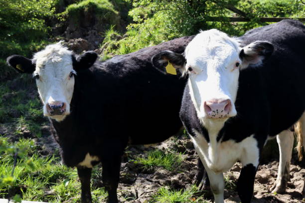 istock Bovine Beauties. 1257946765