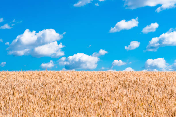 istock Wheat field and blue sky with clouds 1257948865