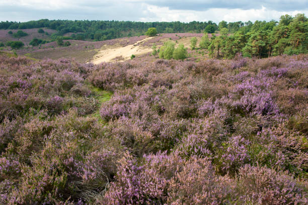 istock moorland with purple heather 1257949533