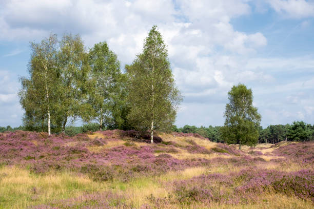 istock moorland with purple heather 1257949574