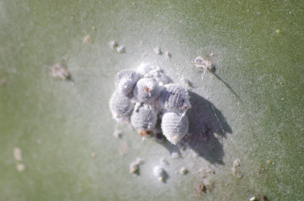 cochenilleschildlaus - invertebrado fotografías e imágenes de stock