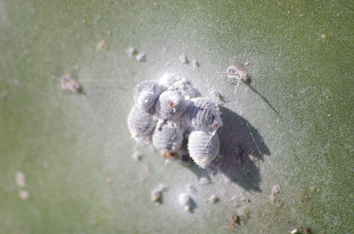 on prickly pear cactus (Opuntia)