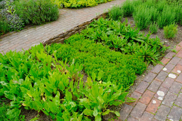 ハーブ ガーデン - oregano herb garden herb gardens ストックフォトと画像