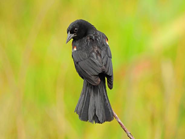 istock Red-winged Blackbird (Agelaius phoeniceus) male perched on a branch 1257952425