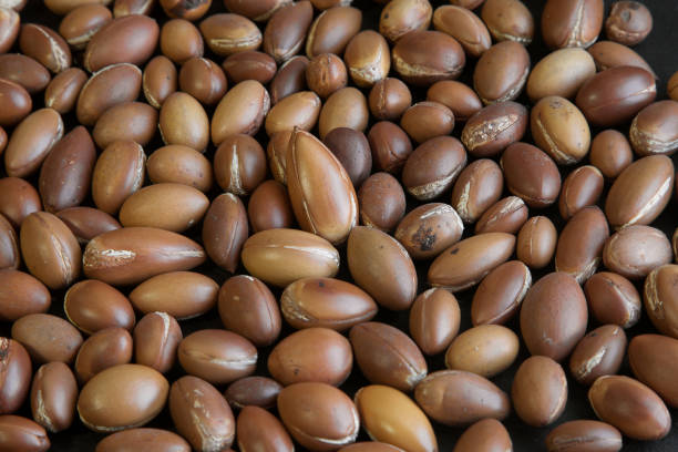 istock Traditional Moroccan argan nuts. Argan seeds (Argania spinosa). Close up 1257952775