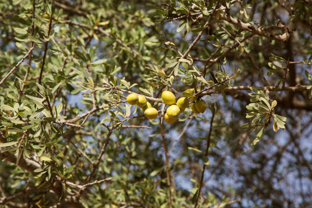 istock Fresh argan fruits on a branch 1257954084