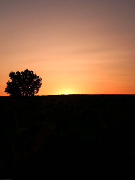 istock Sunset on the Sunflower 1257954214