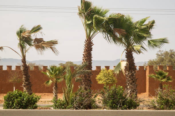 istock palm trees against a terracotta wall. Morocco 1257955329
