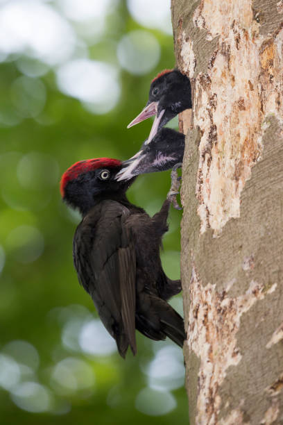 istock Black woodpecker (Dryocopus martius) at a nest cavity with juveniles 1257956351