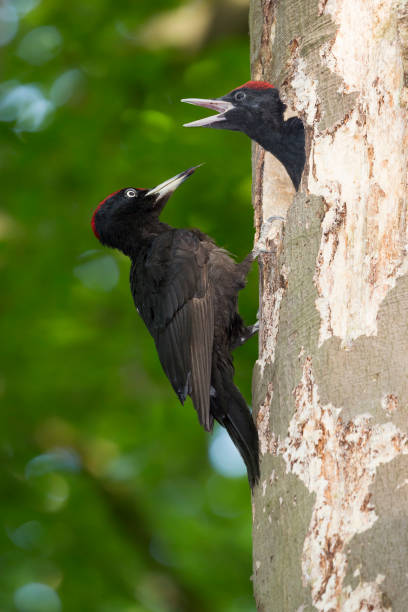 istock Black woodpecker (Dryocopus martius) at a nest cavity with juveniles 1257956352