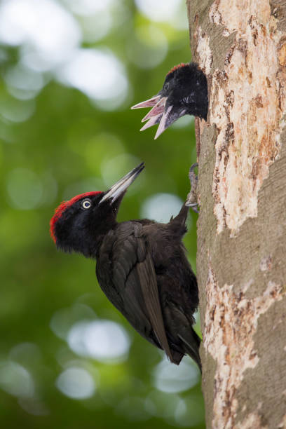 istock Black woodpecker (Dryocopus martius) at a nest cavity with juveniles 1257956355