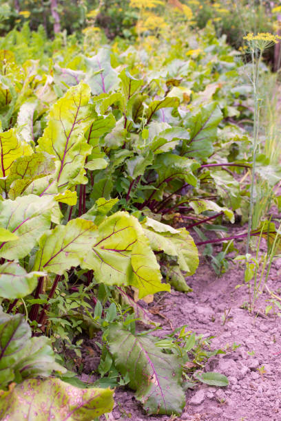 istock Garden beds of beet 1257957047