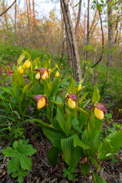 istock Kentucky Lady's Slipper orchids (Cypripedium kentuckiense)  in f 1257959011