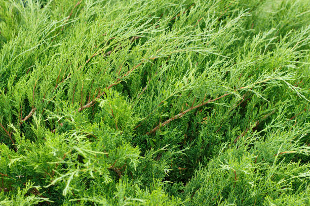 крупным планом ползучего зеленого кустарника можжевельника в качестве фона - bush isolated tree cypress tree стоковые фото и изображения