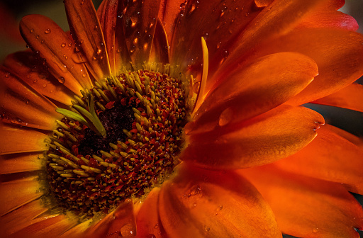 Selective macro focus of the pollen heads and center petals of an orange gerbera