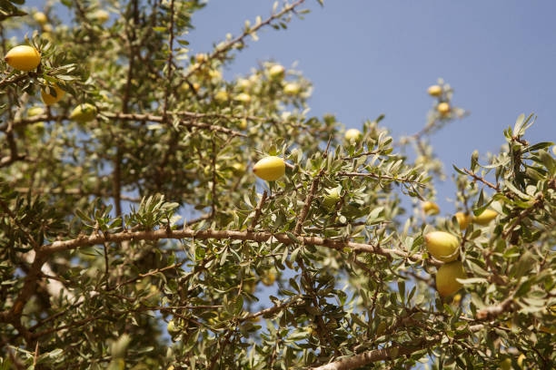 istock Fresh argan fruits on a branch 1257959828