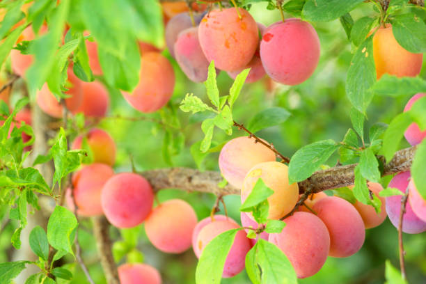 An abundance of ripe plums hanging from a fruit tree