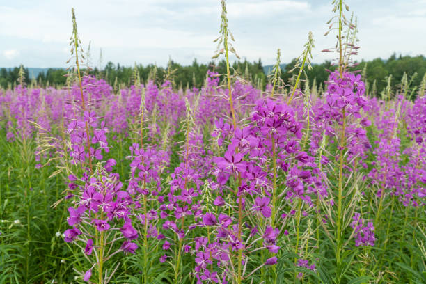 istock Epilobium is a tall, sometimes taller than human height, herbaceous plant. 1257961207