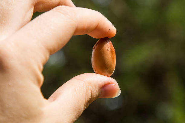 argan fruit in the hand, close-up