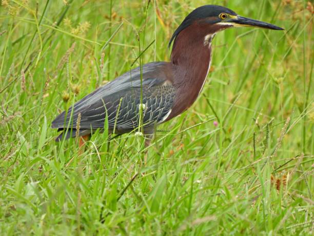 istock Green Heron (Butorides virescens) in the grass 1257962316