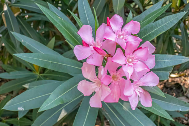 oleander flower and green leaves