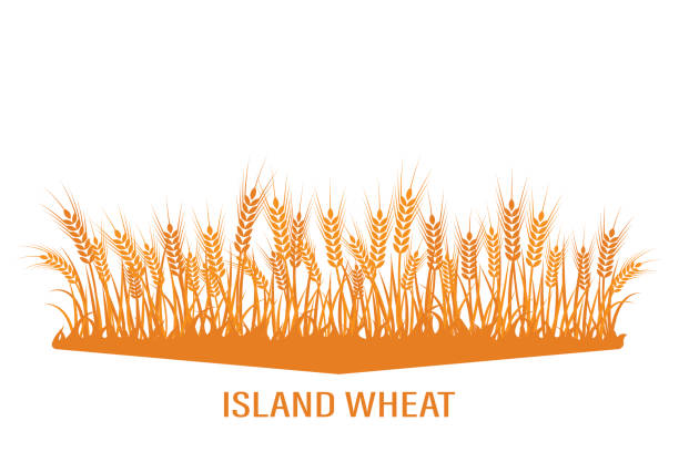 밀의 벡터 실루엣. 흰색 배경에 필드에 밀 - composition selective focus wheat field stock illustrations