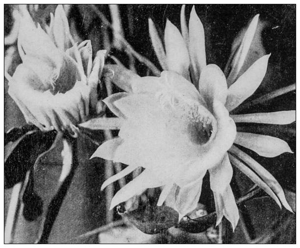 Antique black and white photo: Night-blooming cereus (Cereus Grandiflorius)