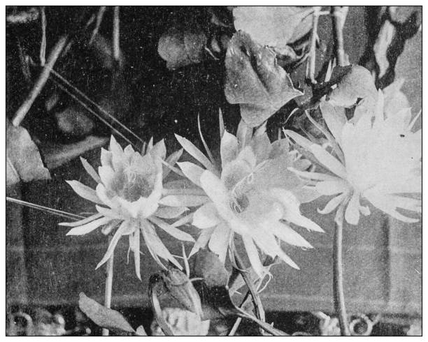 Antique black and white photo: Night-blooming cereus (Cereus Grandiflorius)