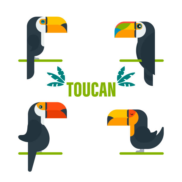 Toucan bird cartoon character. Cute toucan flat vector isolated on white. The fauna of South America. Wild animal illustration for a zoo ad, nature concept, children picture book Toucan bird cartoon character. Cute toucan flat vector isolated on white. The fauna of South America. Wild animal illustration for a zoo ad, nature concept, children picture book. toucan white background stock illustrations