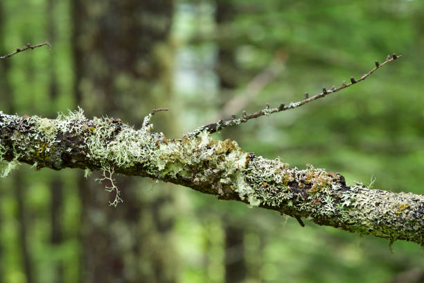 Lichen that is parasitic on Japanese larch on the Yatsugatake Plateau in Japan.