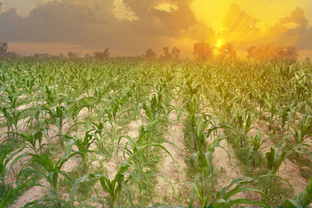 istock Daytime corn fields And in the evening there is a beautiful sunset over the corn fields. 1257964622