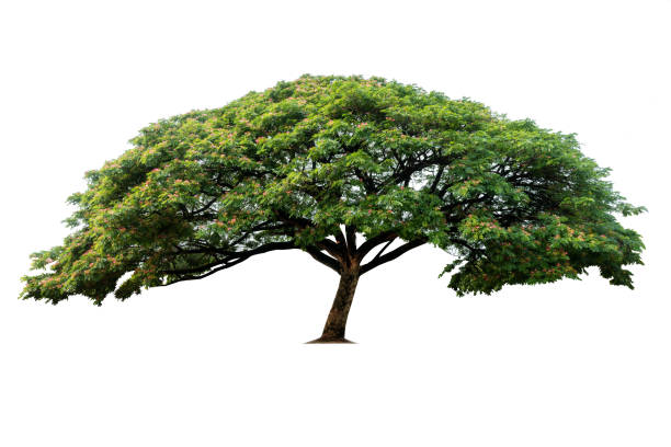 istock A green tree, isolated on a white background, complete with copying areas and clipping paths. 1257967827