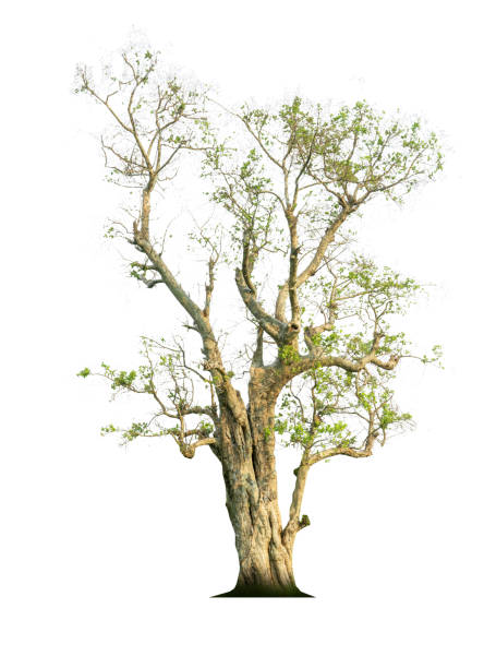 istock A green tree, isolated on a white background, complete with copying areas and clipping paths. 1257967861