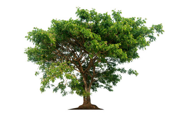 istock A green tree, isolated on a white background, complete with copying areas and clipping paths. 1257967867