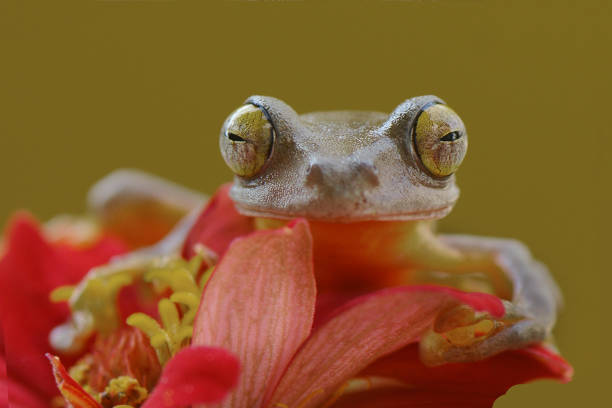 istock Frog on the Red flower 1257968141