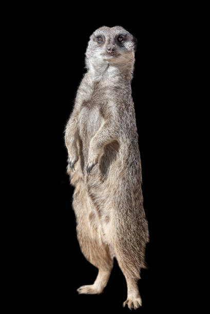istock Portrait of playful and curious suricate (meerkat) isolated at black background 1257968799