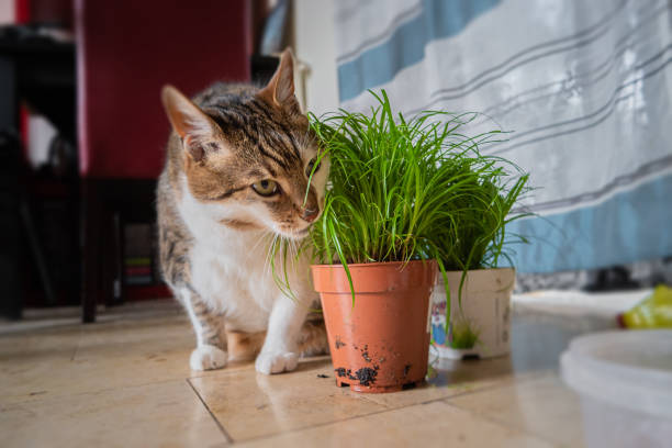 retrato de gato macho grande e feliz doméstico comendo grama de gato verde em uma panela - animal feline domestic cat animal hair - fotografias e filmes do acervo