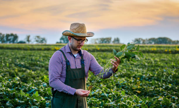 istock Farmer in a soybean field. Agricultural concept 1257969652