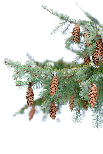 A DSLR close-up photo of spruce cones on fir tree branches covered with snow. Shallow depth of field.