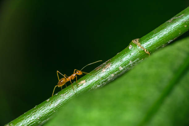 Isolated pharaoh ant walking on a stem .Green background