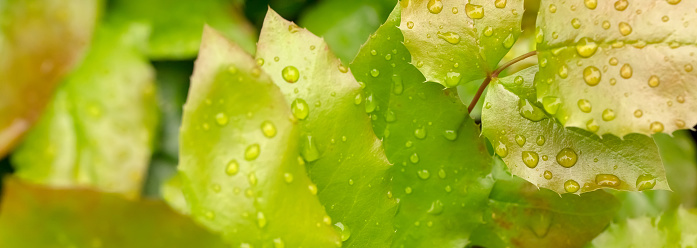 A DSLR photo of green leaves with raindrops (dewdrops) on them. Shallow depth of field.