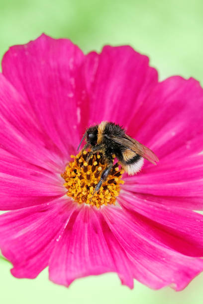 istock Bumblebee on a Cosmos flower 1257970742