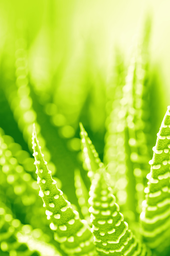 A DSLR photo of a beautiful succulent plant (Haworthia Attenuata) with defocused background. Toned image.