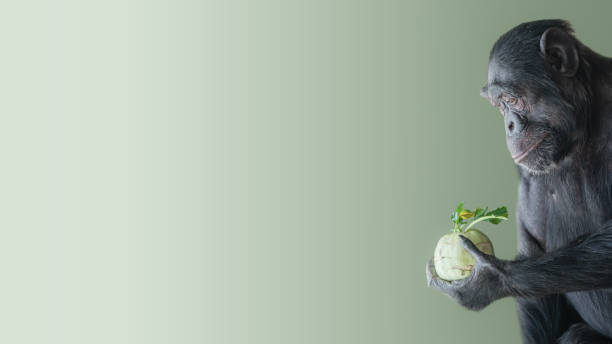 Banner with a troubled Chimpanzee in profile holding a cabbage isolated at smooth green background with copy space, closeup, details Banner with a troubled Chimpanzee in profile holding a cabbage isolated at smooth green background with copy space serious monkey stock pictures, royalty-free photos & images